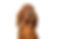 irish setter