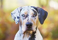catahoula leopard dog