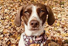 Brittany
Beagle
