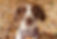 Brittany
Beagle