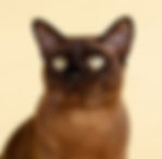 burmese cat