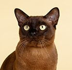 burmese cat