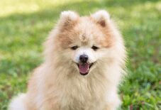 pomeranian