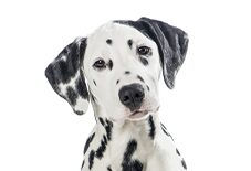 dalmation