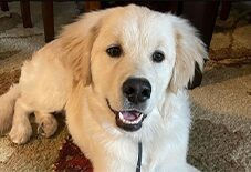 Samoyed
Golden Retriever