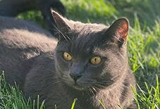 Russian Blue &
Domestic Shorthair