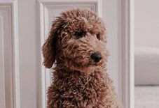 Poodle