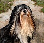 lhasa apsos