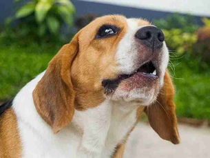 dog looking upset