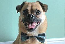 pug