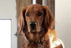 Irish Setter
Golden Retriever