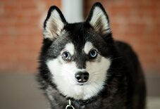 alaskan klee kai