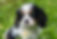 cavalier king charles 