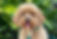 Cavalier King Charles Spaniel
Poodle