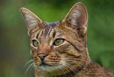 cat