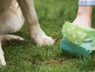 dog sitting on lawn with poop bag next to it