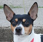 rat terrier