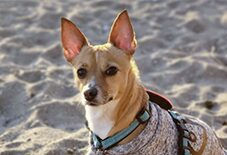 Jack Russell Terrier
Chihuahua