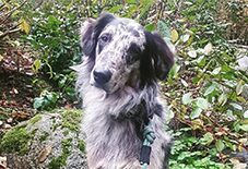 Collie
Golden Retriever