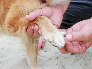 person inspecting a dogs paw