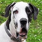 great dane