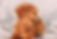 goldendoodle