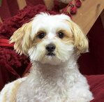 maltese