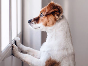 dog looking out of the window