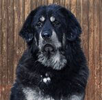 tibetian mastiff