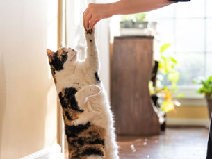 cat sitting and reaching up to human hand