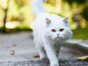 white cat walking outside 