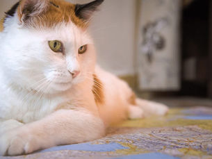 a cat laying on a rug