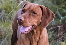vizsla