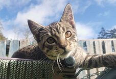 Savannah Bengal Mix