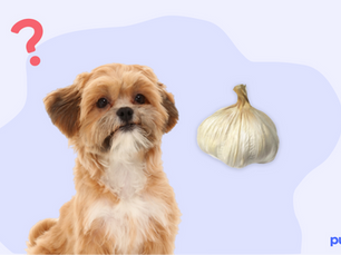 dog next to a head of garlic