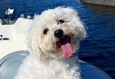 Coton de Tulear
Bichon Frise