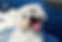 Coton de Tulear
Bichon Frise