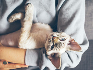 cat being held by a human