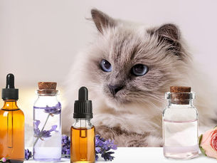 white cat with blue eyes sitting and looking at different size bottles of essential oils