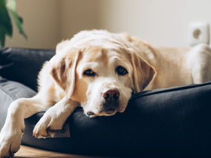 dog laying in a dog bed