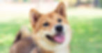 Shiba Inu