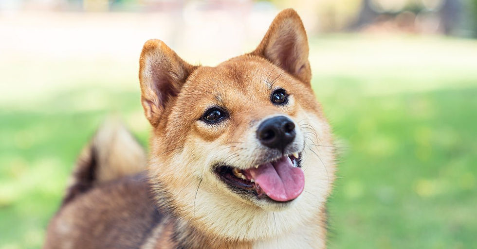 Shiba Inu