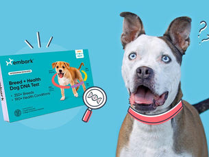 white and brown dog with blue eyes with its mouth open next to a dog dna kit and a magnifying glass