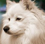 SAMOYED