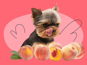 dog licking lips looking at a bushel of peaches