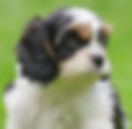 cavapoo