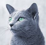 Bright Blue cat