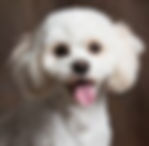 cavapoo