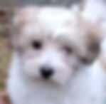 coton de tulear