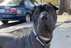 Xoloitzcuintli
Sharpei